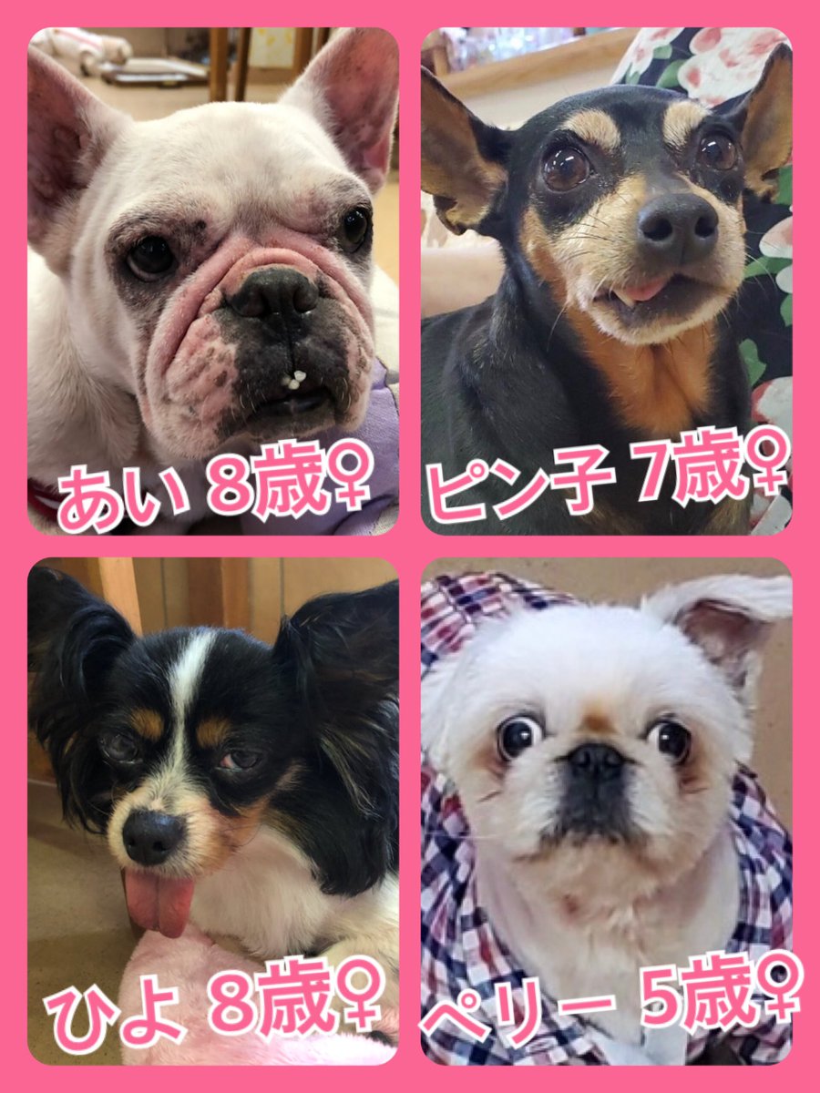 🐾今日の里親様募集中ワンコ🐶メンバーです🐾2020,5,22